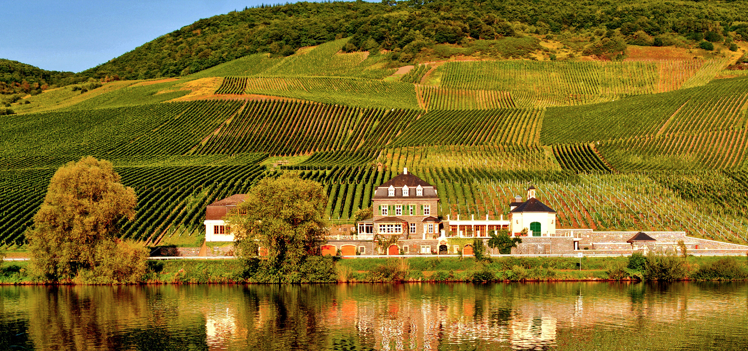 Dr. Loosen Riesling vom Schiefer